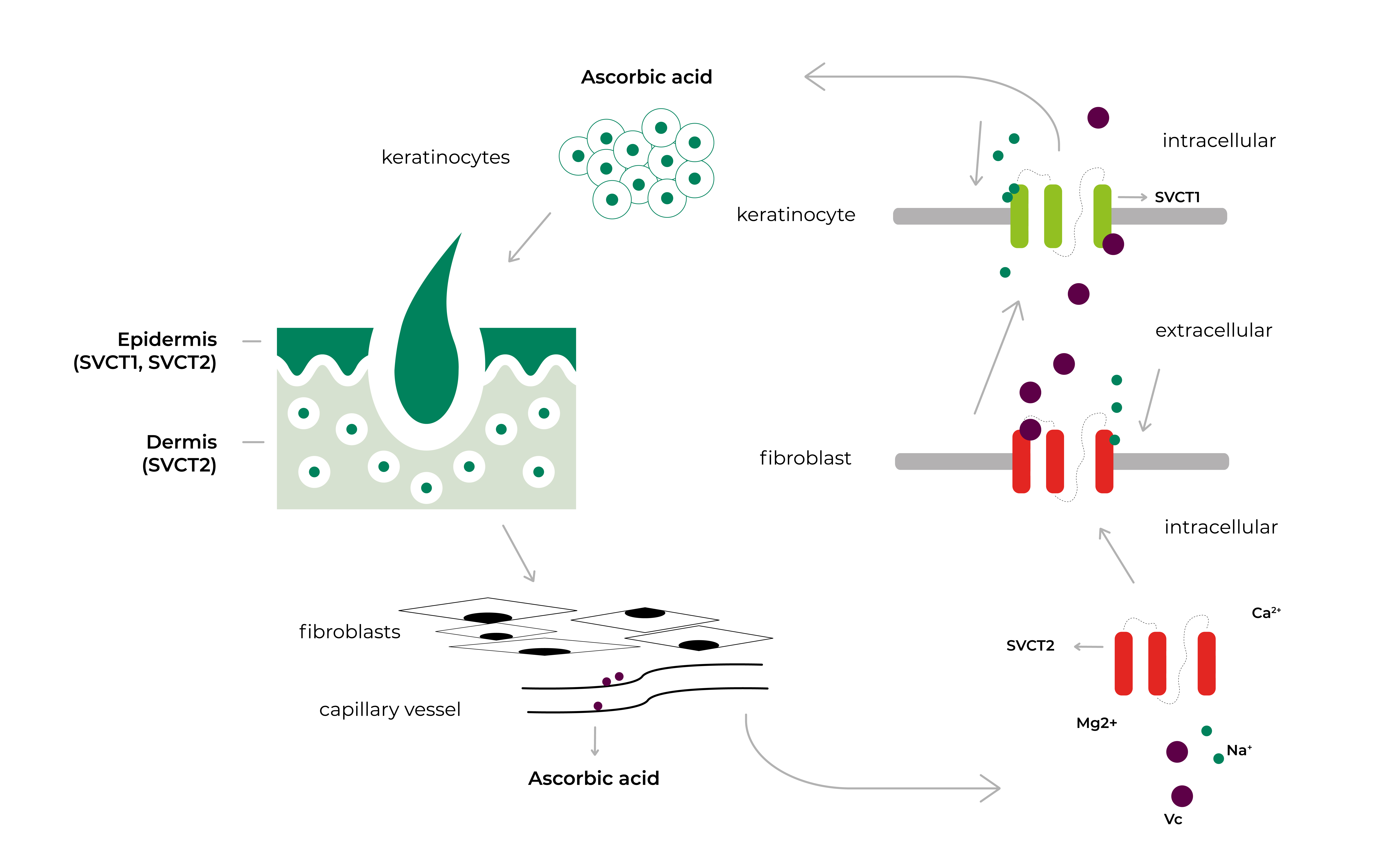 vitamin-c-transporter-haut